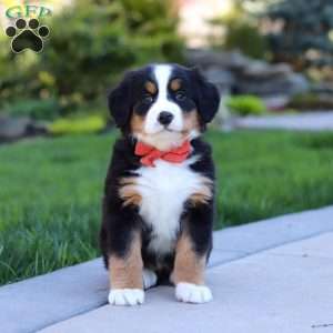 Nala, Bernese Mountain Dog Puppy